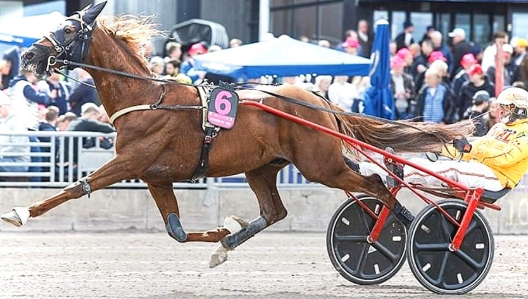 PER INFORMAZIONI E CONTATTI SUI CAVALLI IN VENDITA 392/8167530 - Mediahorsesrace