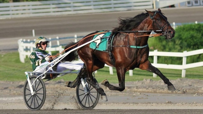 PER INFORMAZIONI E CONTATTI SUI CAVALLI IN VENDITA 392/8167530 - Mediahorsesrace