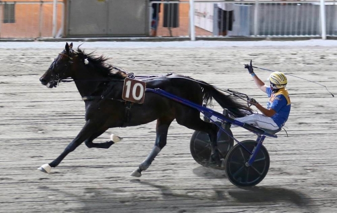 PER INFORMAZIONI E CONTATTI SUI CAVALLI IN VENDITA 392/8167530 - Mediahorsesrace.com