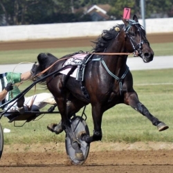 TRIXTON diritto di monta