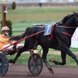 VAPRIO diritto di monta