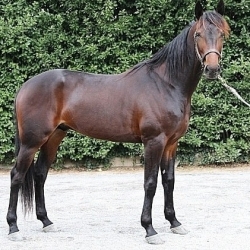 VAPRIO diritto di monta